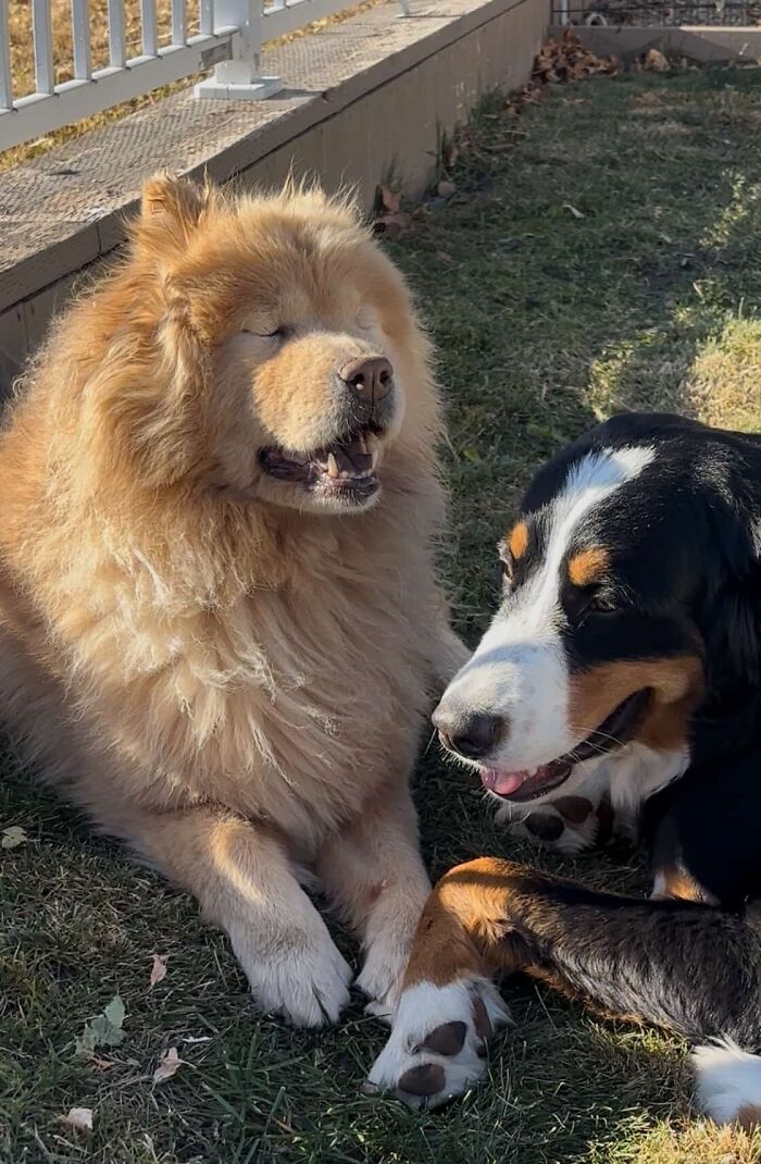 A Puppy And Her Blind Dog Friend Are Melting Hearts With Their Beautiful Daily Walks