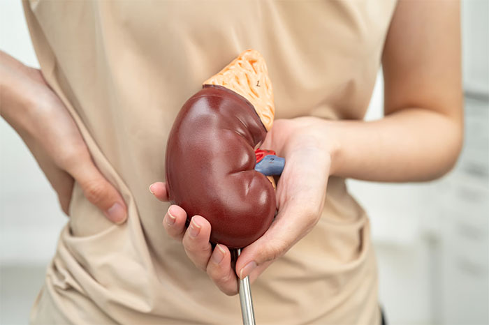 Person holding a kidney model, representing sadness and family estrangement related to niblings being brainwashed.