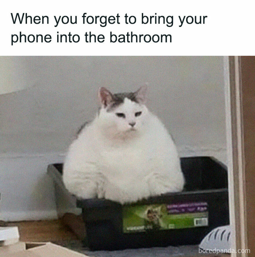 Fluffy white and gray cat sitting in a black box with a humorous caption, featured in chucklesome cat memes.