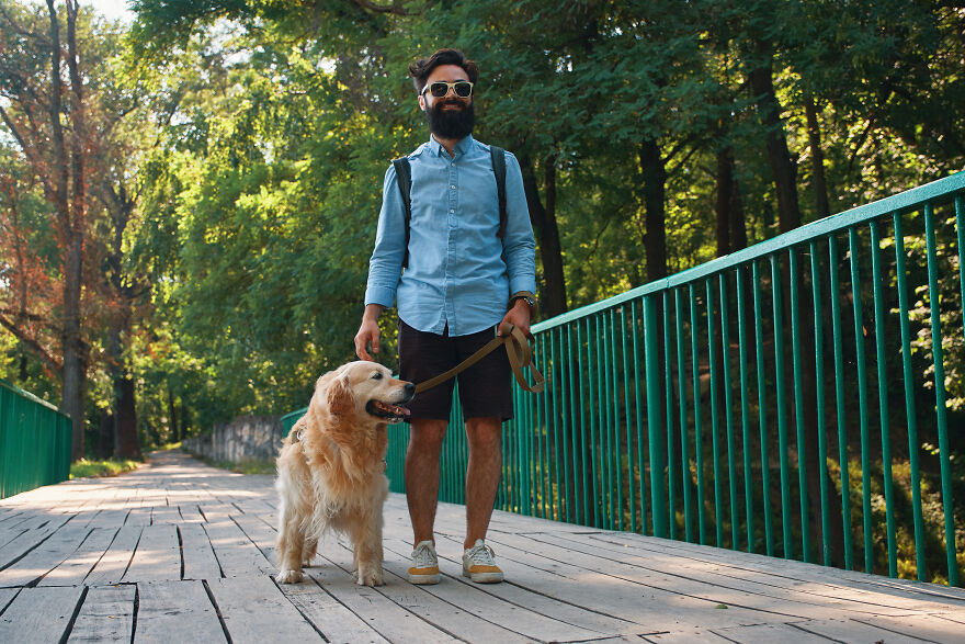 Man walking a golden retriever on a wooden bridge surrounded by trees, illustrating weird animal laws outdoors.