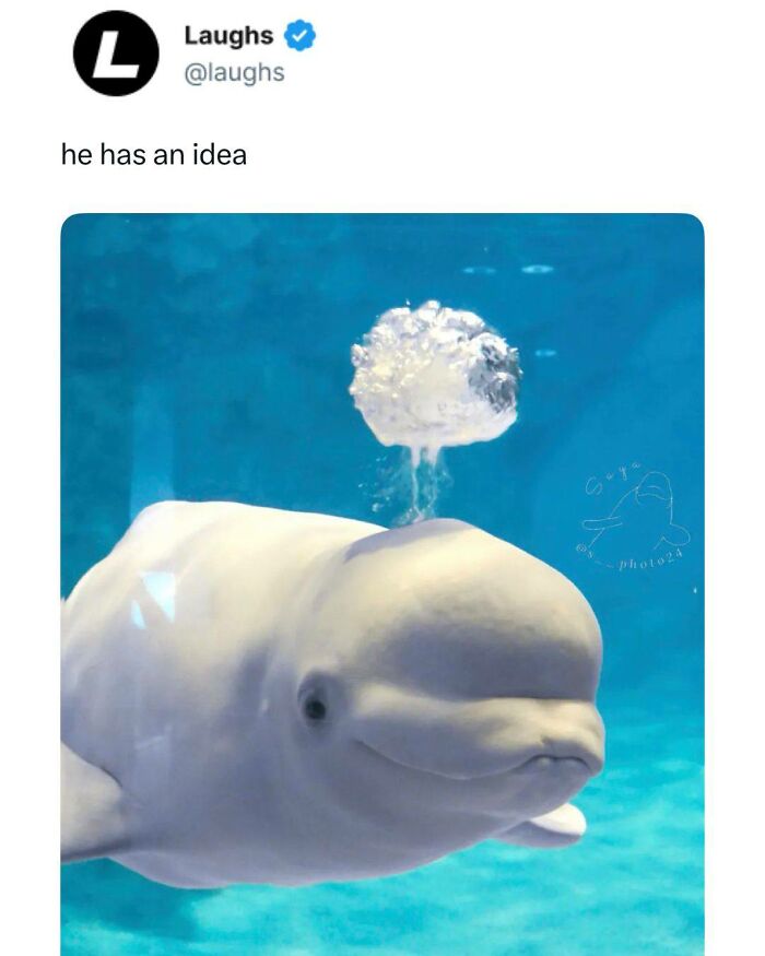 Beluga whale underwater releasing a bubble shaped like a mushroom cloud, a funny meme for a break from being responsible.