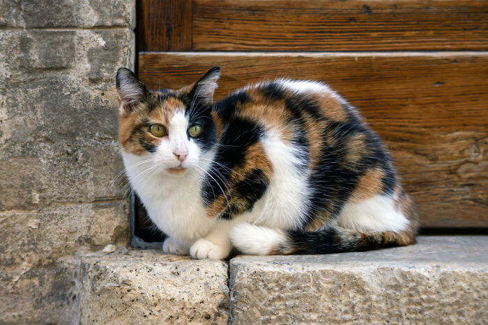The Calico Cat Is A Domestic Cat With A Tricolor Coat Composed Predominantly Of White With Large Orange And Black Spots