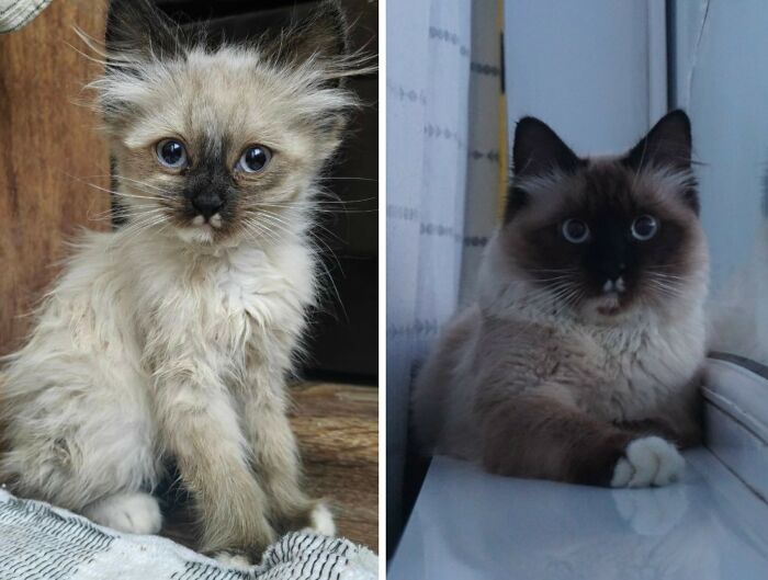 30 Adorable “Then And Now” Cat Photos That Show Just How Fast Our Little Furballs Grow Up