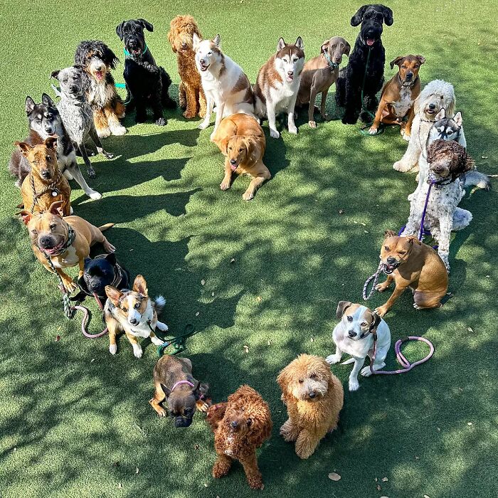This Dog Daycare Somehow Gets Dozens Of Dogs To Sit Still For Perfect Group Photos (31 Pics)