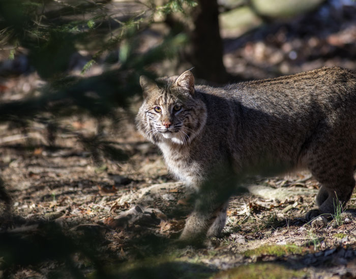 Bobcat cautiously walking through dense woods, illustrating terrifying things people saw or heard in the woods.