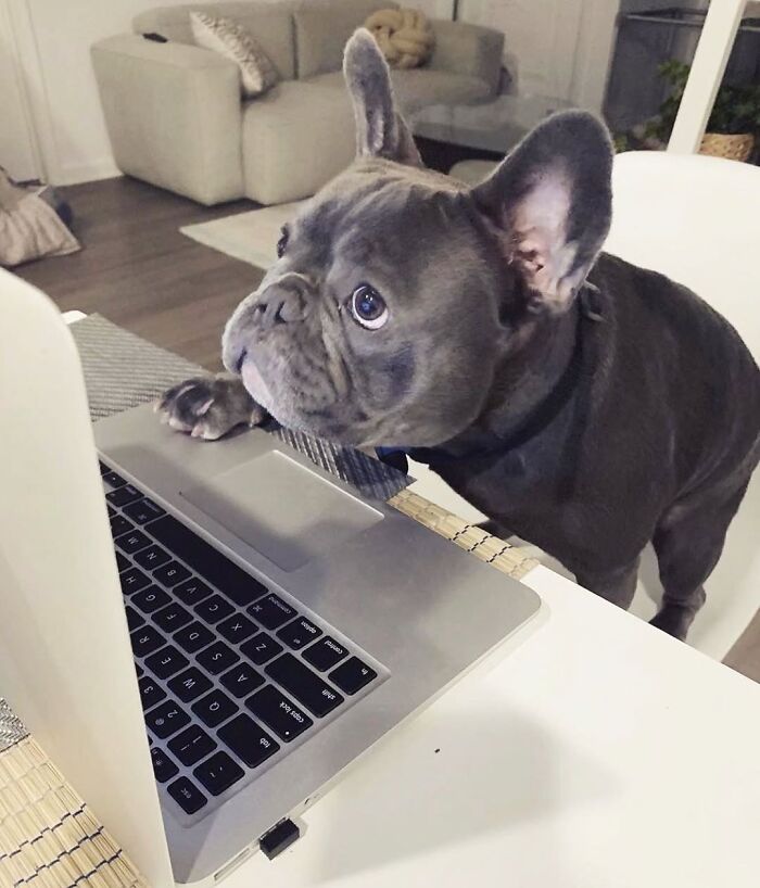 Dogs Working From Home Are Way More Productive (And Way Cuter) Than Us, And These Photos Prove It (51 Pics)