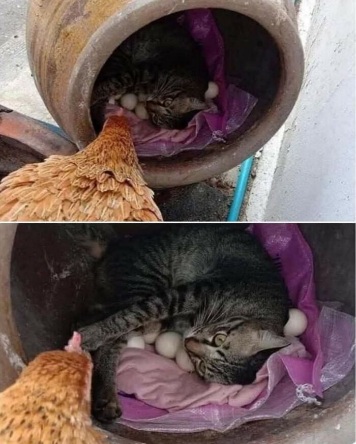 50 Cute Cat Photos To Help You De-Stress, As Shared By The “Cute Animal Photos To De-Stress” Page