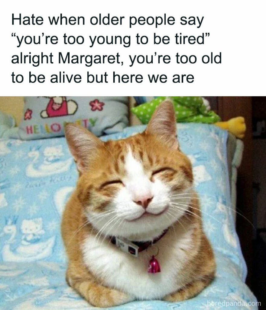 Smiling orange and white cat meme expressing frustration with older people, a chucklesome cat meme from the internet.