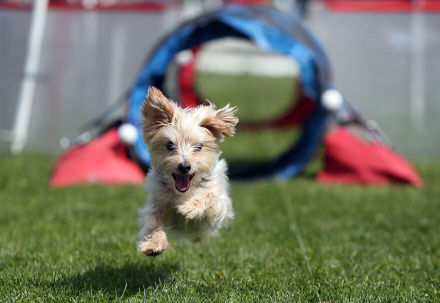 Small dog breed joyfully running through agility course tunnel on green grass in an outdoor setting.