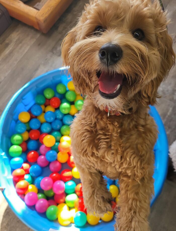 Happy dog playing in a colorful ball pit, showcasing joyful daycare moments shared by dog owners.