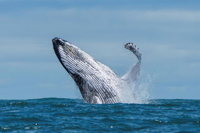 Humpback Whale Breaching In Ballena Marine National Park, Costa Rica