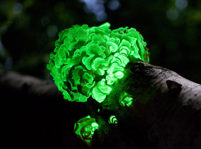 Bioluminescent mushrooms glowing bright green on a log in the dark woods, evoking eerie and terrifying forest sights.