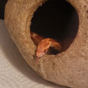 snakeflame46 avatar