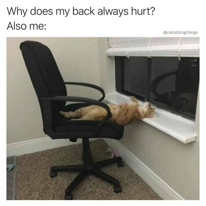 Cat awkwardly stretched on office chair armrest, humorously illustrating relatable back pain in funny and random memes.