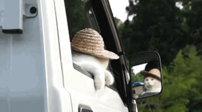 40 Hilarious Cat Moments Caught On Camera, As Shared By “Important Animal Images” (New Pics)