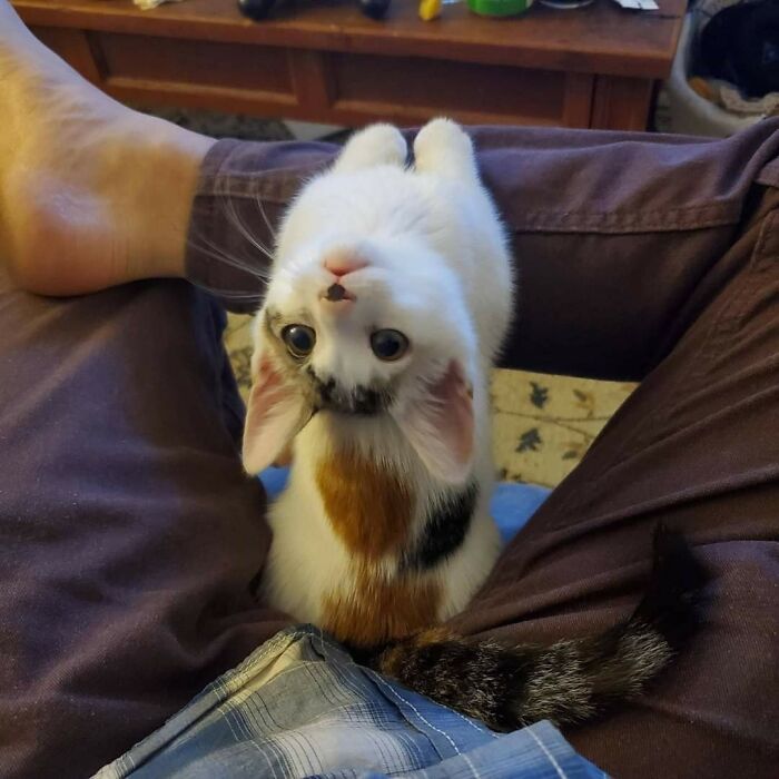 40 Hilarious Cat Moments Caught On Camera, As Shared By “Important Animal Images” (New Pics)