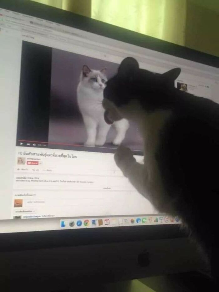 40 Hilarious Cat Moments Caught On Camera, As Shared By “Important Animal Images” (New Pics)