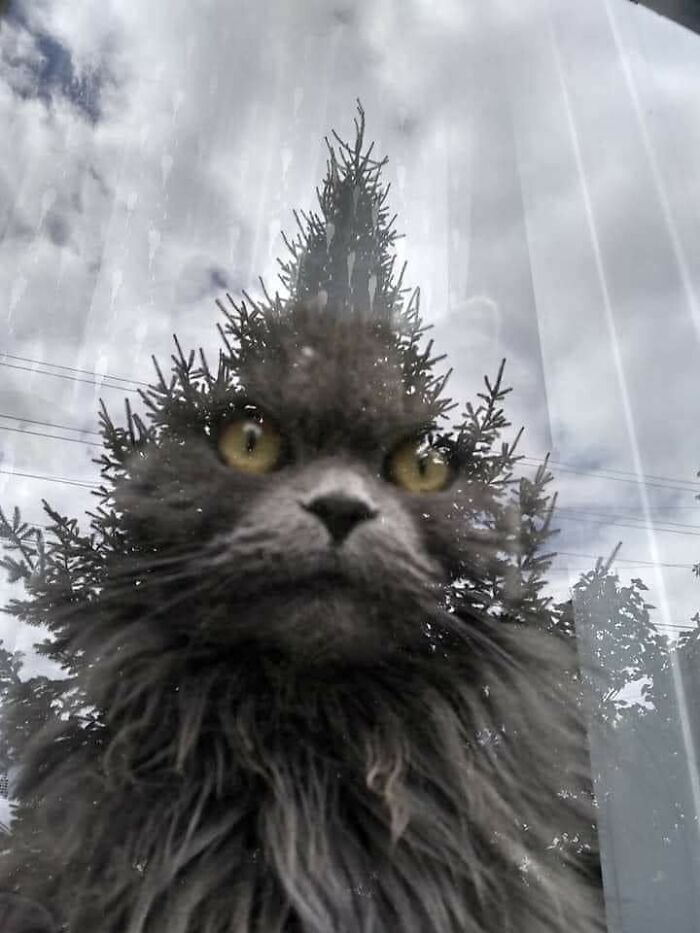 40 Hilarious Cat Moments Caught On Camera, As Shared By “Important Animal Images” (New Pics)