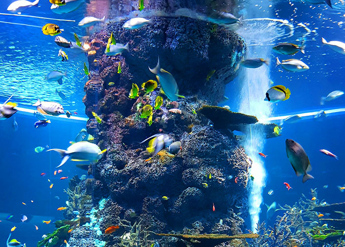 Colorful fish swimming around a large coral reef structure in a vibrant underwater aquarium scene.