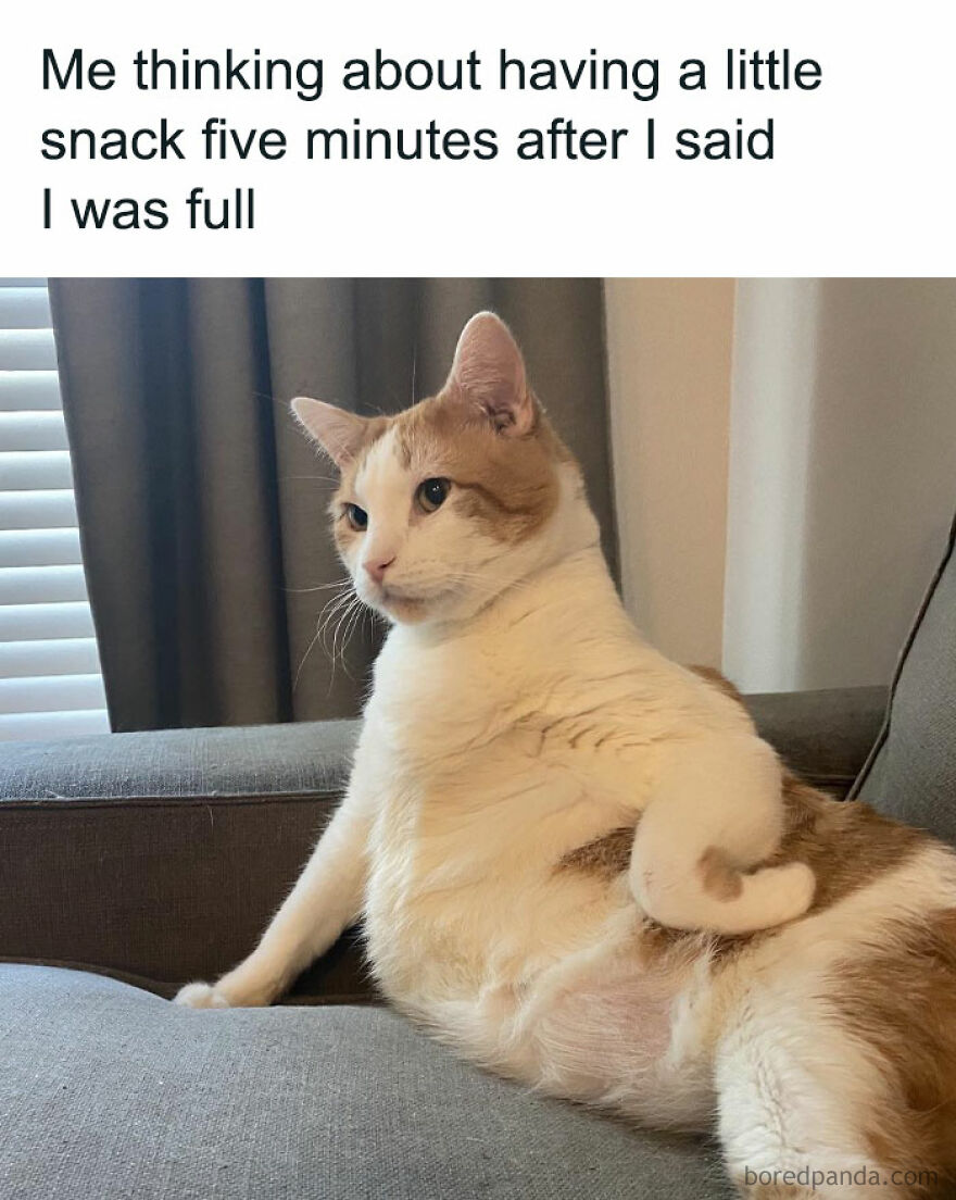 Cat sitting on a couch looking thoughtful, illustrating chucklesome cat memes about food cravings shortly after eating.
