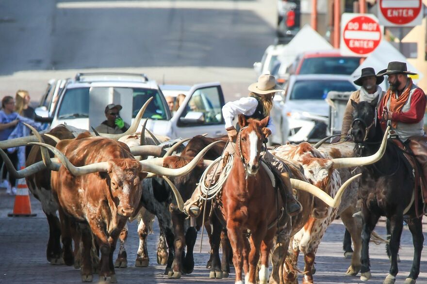 Cowboys herding longhorn cattle on a city street, illustrating bizarre and weird animal laws in urban settings.