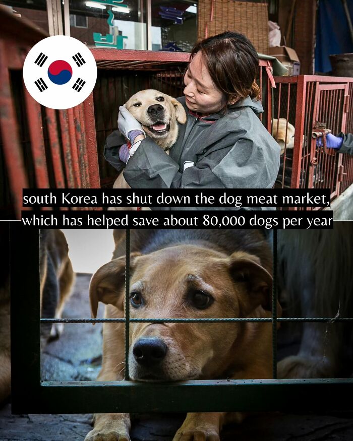 Woman hugging a dog inside a shelter in South Korea, highlighting good news from around the world about dog rescue efforts.