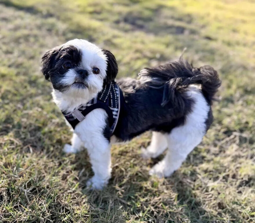 Small dog breed with black and white fur wearing a harness, standing on grass in outdoor setting, cute small dog breed.
