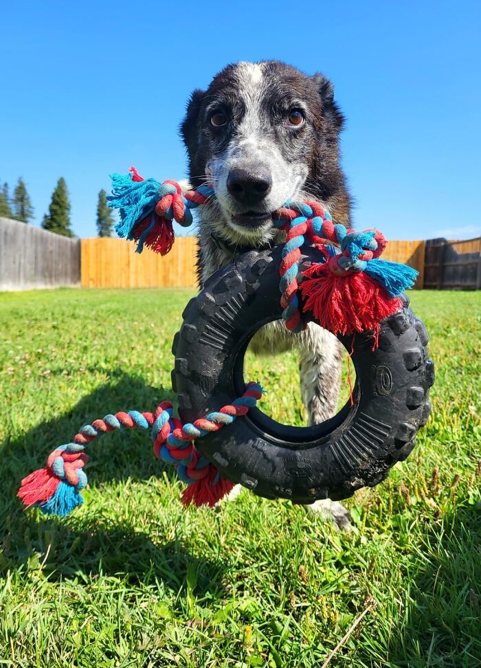 Dog playing with a rope and tire toy outside on green grass, enjoying a fun daycare moment under clear blue sky.