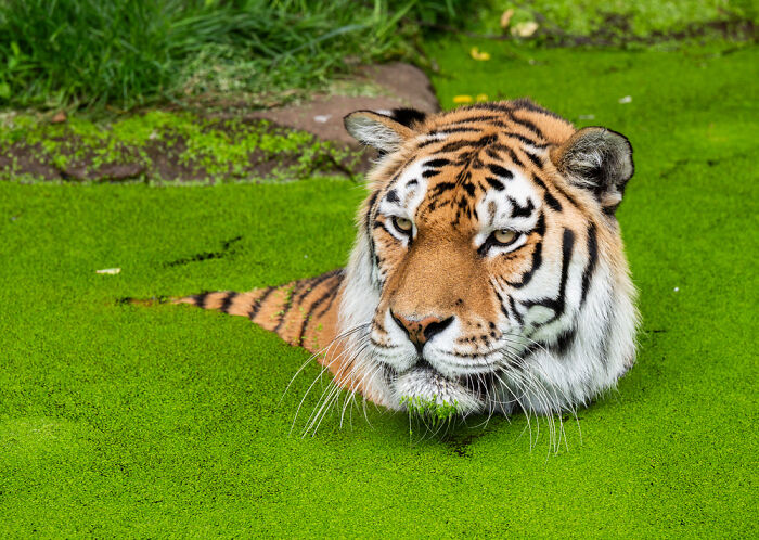 Siberian Tiger In Duisburg Zoo Taking A Bath In A Pond