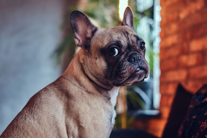 French bulldog looking sideways indoors, illustrating harmless secrets that people keep from their partners for ridiculous reasons.