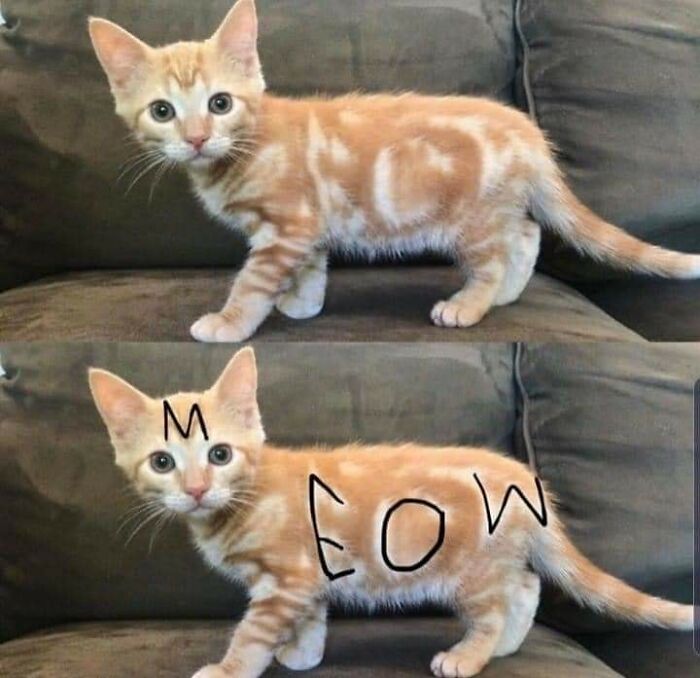 40 Hilarious Cat Moments Caught On Camera, As Shared By “Important Animal Images” (New Pics)