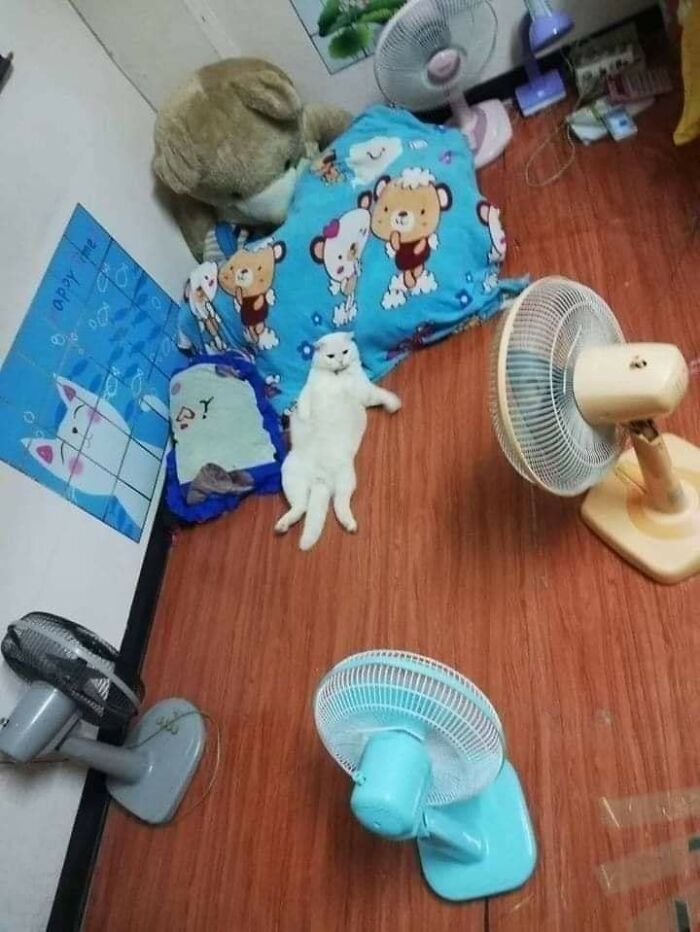 40 Hilarious Cat Moments Caught On Camera, As Shared By “Important Animal Images” (New Pics)