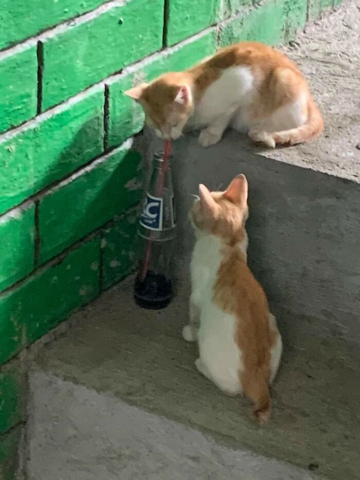 40 Hilarious Cat Moments Caught On Camera, As Shared By “Important Animal Images” (New Pics)