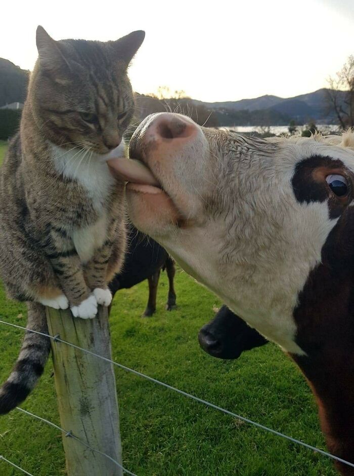 40 Hilarious Cat Moments Caught On Camera, As Shared By “Important Animal Images” (New Pics)