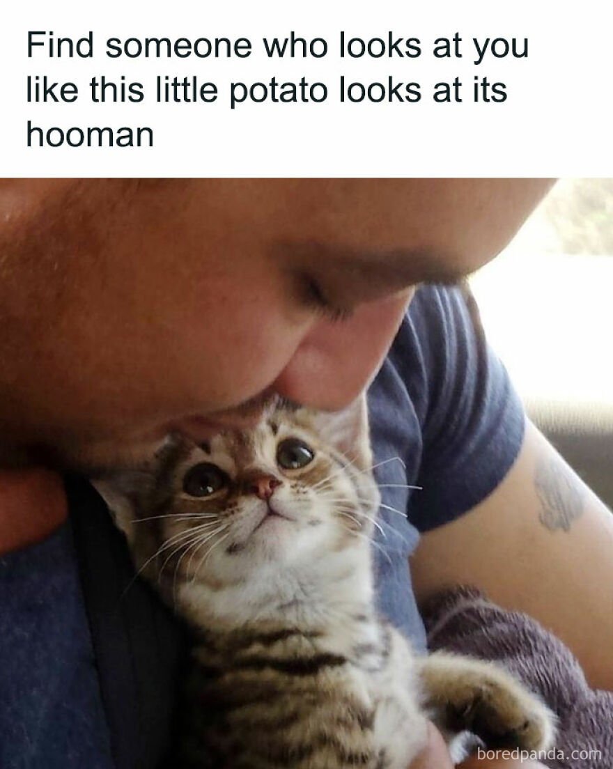 Man gently cuddling a kitten with the caption about cat memes and the internet's love for cats and humor.