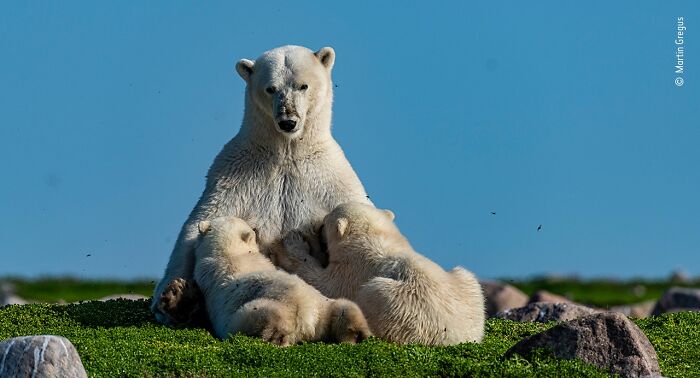 40 Incredible Wildlife Photos That Won Awards In Previous Years Of Wildlife Photographer Of The Year