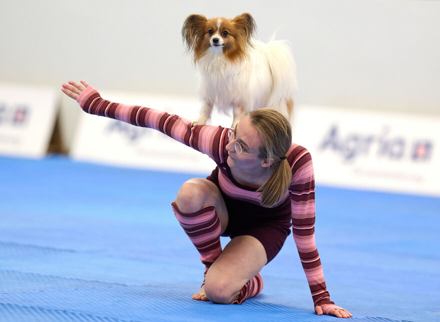 Small dog breed standing on a woman’s back during an indoor performance on a blue mat.