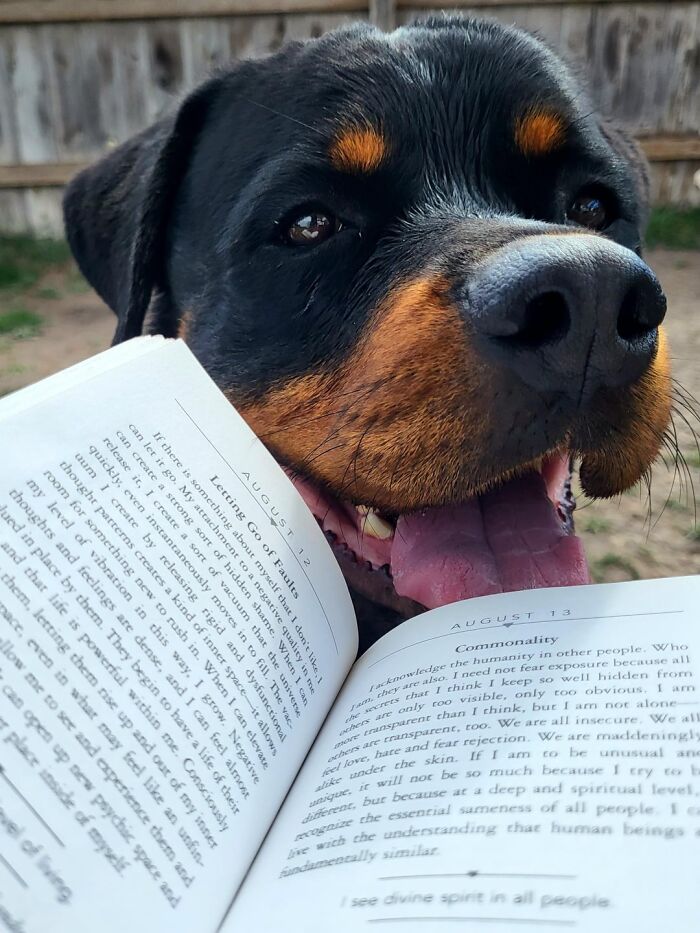 Rottweiler dog smiling outdoors with open book, capturing one of the best daycare moments shared by dog owners.