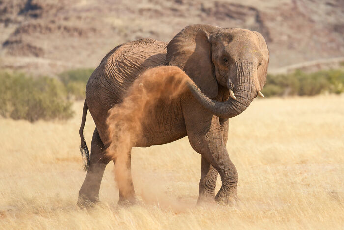 Desert-Adapted Elephant Dust-Bathing In Damaraland, Namibia