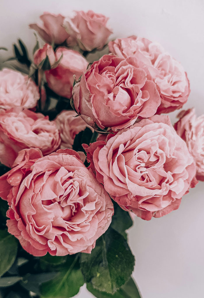 Close-up of pink roses symbolizing harmless secrets people keep from their partners for the most ridiculous reasons