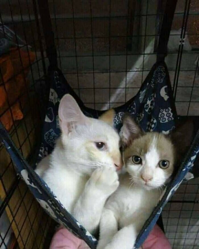 40 Hilarious Cat Moments Caught On Camera, As Shared By “Important Animal Images” (New Pics)