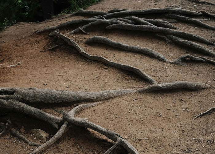 Exposed tree roots on a dirt path that could cause someone to trip and end up in the ER for an unserious injury.
