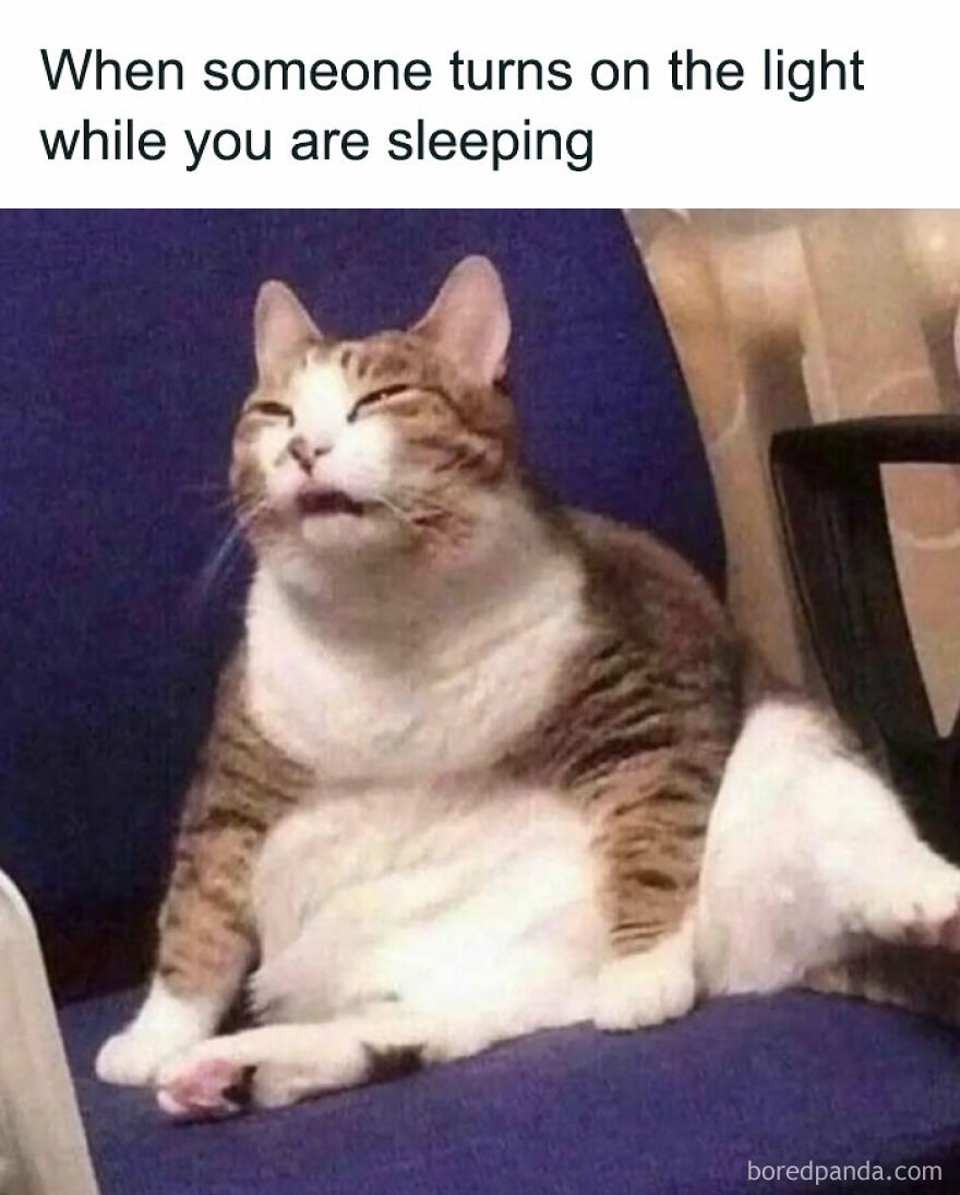 Cat sitting awkwardly with sleepy expression, a classic chucklesome cat meme reflecting internet humor about cats and sleep.