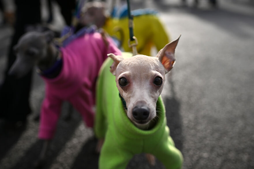 Small dog in a bright green sweater, outdoors on a leash, showcasing one of the cutest small dog breeds.