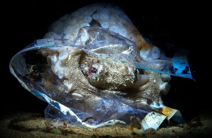 Finalist Conservation (Impact) Photographer Of The Year 2024 - Pietro Formis