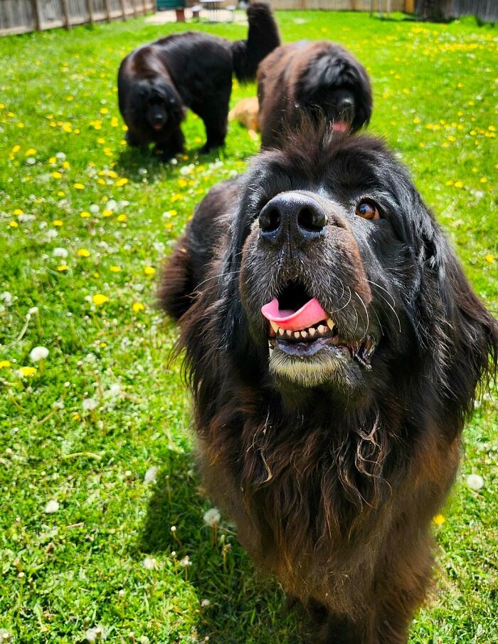 Large happy dogs playing outside in a grassy yard, capturing joyful daycare moments with dog owners sharing the best experiences.