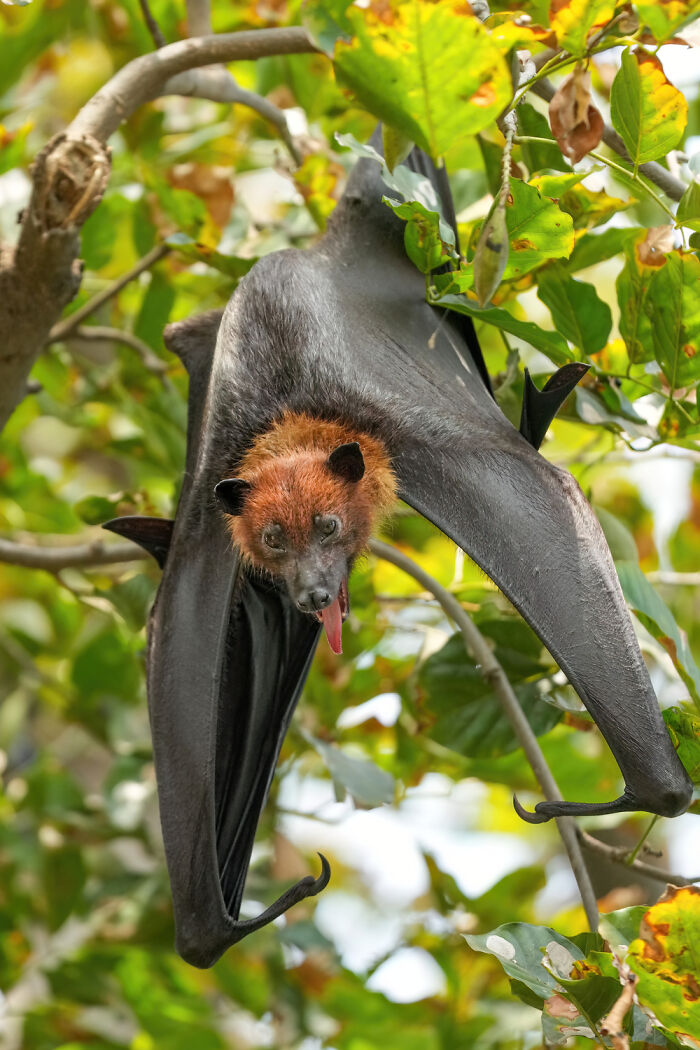 Indian Flying Fox In Keoladeo National Park, India