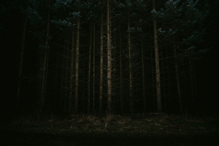 Dark dense woods with tall trees at night, evoking a sense of terrifying things people saw or heard in the woods.