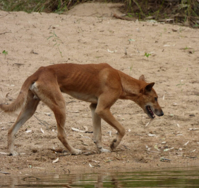 Dingo walking near water on sandy ground, captured in a natural outdoor environment, showing a lean body and alert posture.