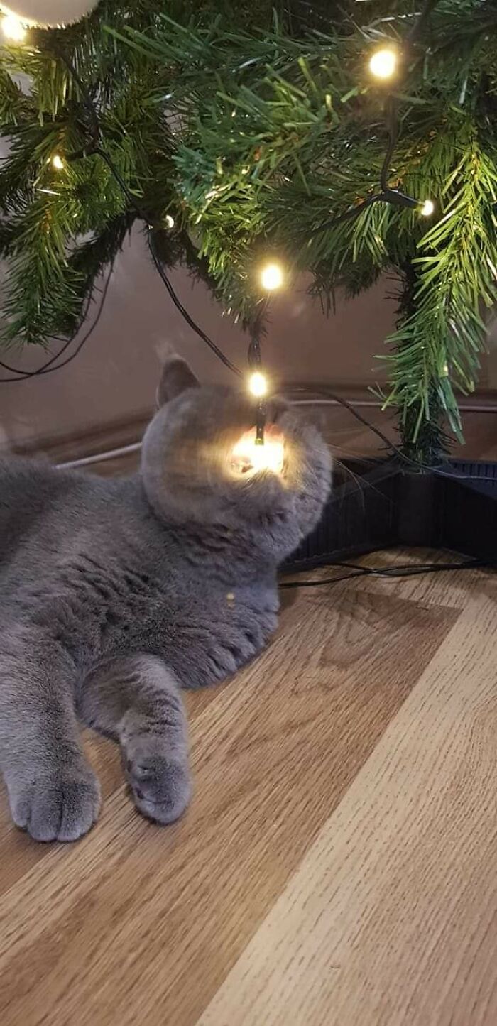 40 Hilarious Cat Moments Caught On Camera, As Shared By “Important Animal Images” (New Pics)